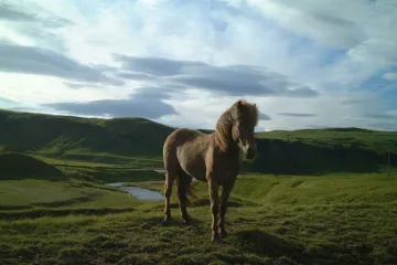 Лучшие лошади в компьютерных играх
