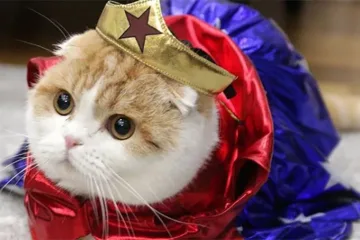 Косплей для кошки