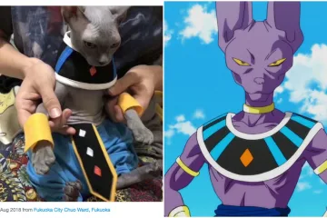 Кот отлично косплеит Beerus из Dragon Ball