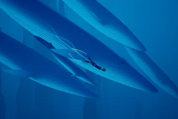 Плаванье с китами в Abzû