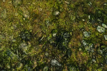 Новые HD текстуры для Skyrim убирают артефакты от сжатия