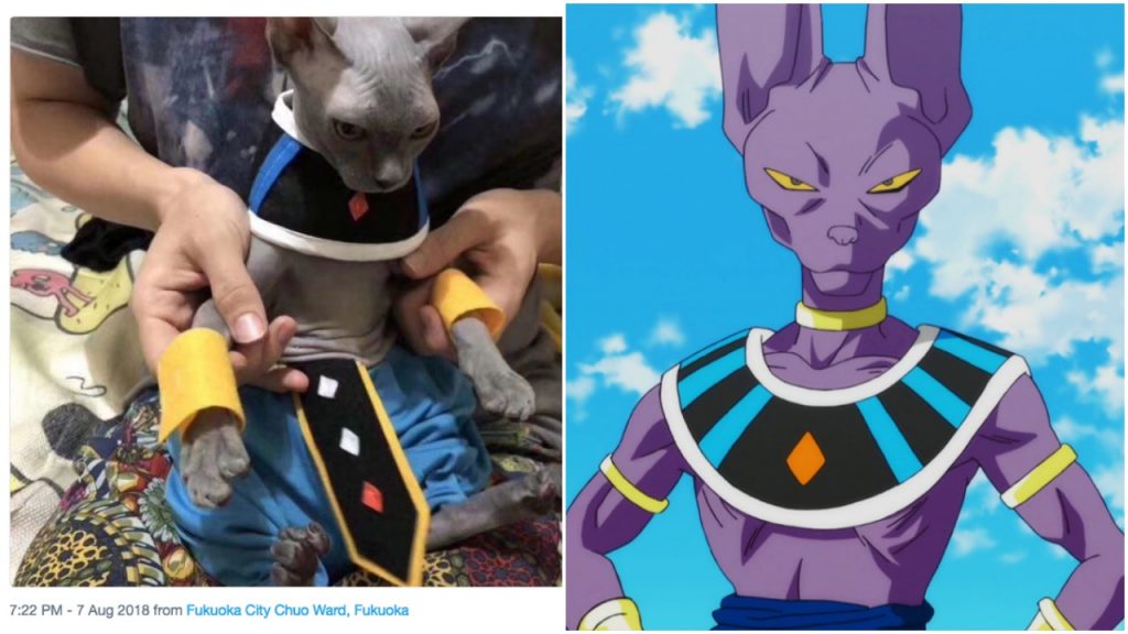 Кот отлично косплеит Beerus из Dragon Ball