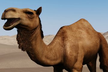 Mount & Blade 2: Bannerlord представит верблюдов