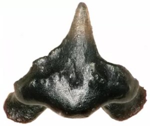 Доисторическая акула была названа в честь компьютерной игры