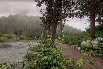 Фотореалистичный лес демонстрирует всю мощь PS4